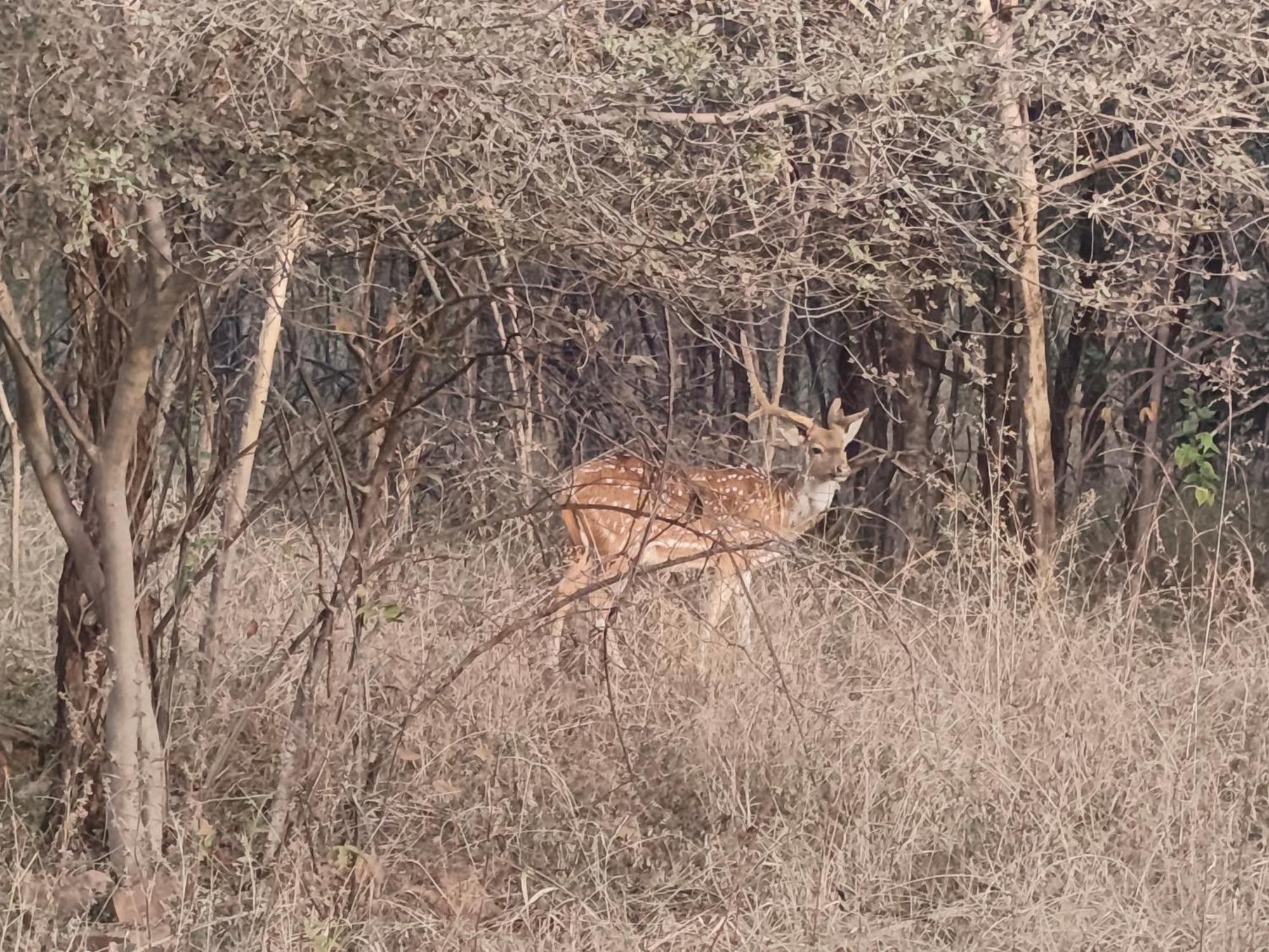 Готель Gandhisagar Forest Retreat Gurla Екстер'єр фото