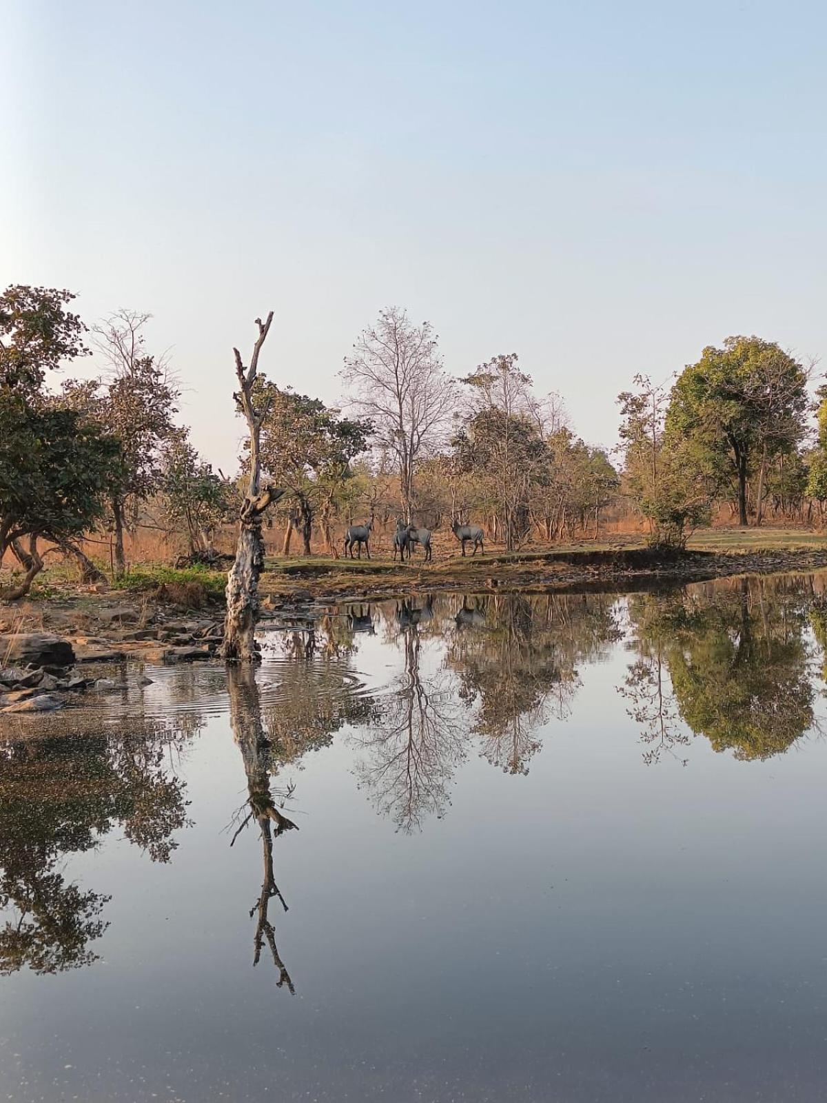 Готель Gandhisagar Forest Retreat Gurla Екстер'єр фото